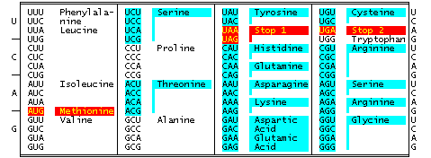 Table of the Universal Genetic Code